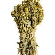 Greek Mountain Tea Malotira Sideritis Syriaca | Harvest June 2023