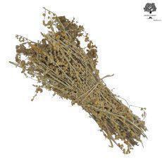 Dried Wormwood Bunches Mugwort | Harvest July 2023