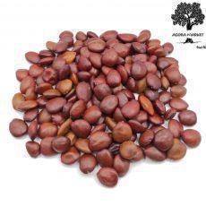 Greek Organic Carob Seeds | Ceratonia Siliqua