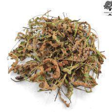 Dried Rustyback Herb | Asplenium ceterach