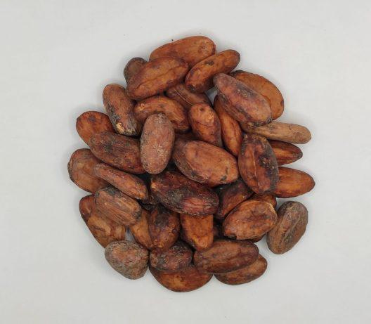 Raw Cacao Beans | Theobroma Cacao