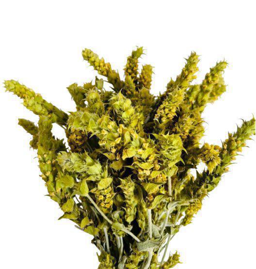 Greek Mountain Tea Sideritis Scardica from Fokida | Harvest June 2023